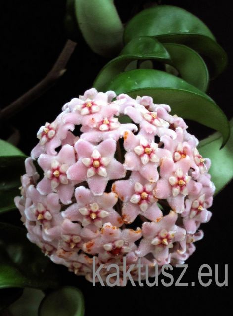 hoya_compacta-.jpg