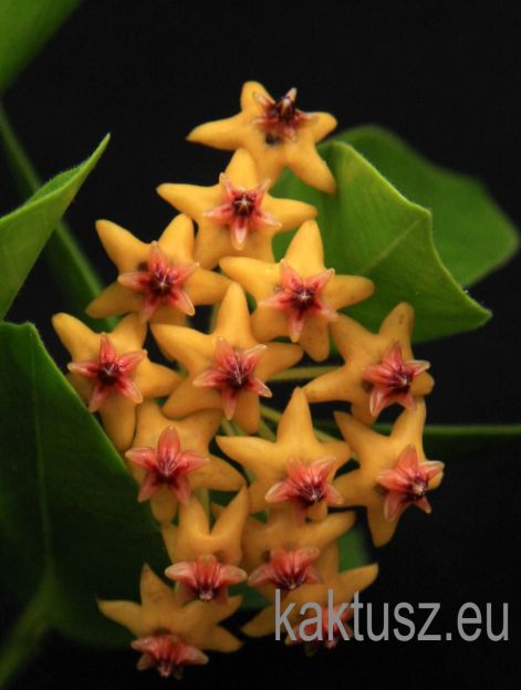 hoya_densifolia.jpg