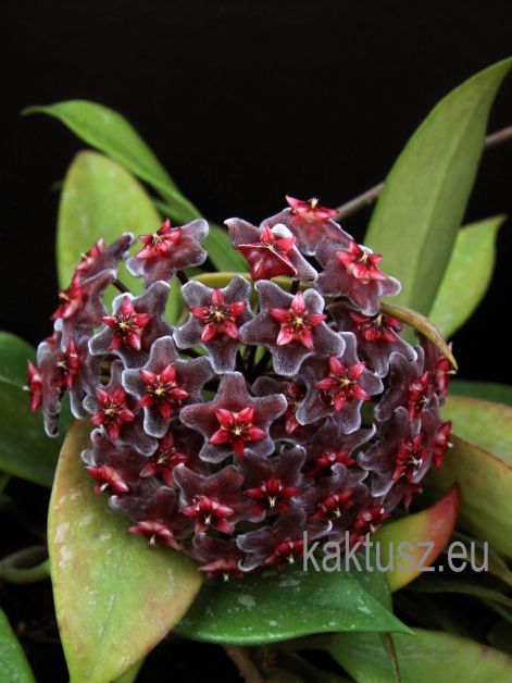 hoya_pubicalyx_cv._royal_hawaiian_purple.jpg