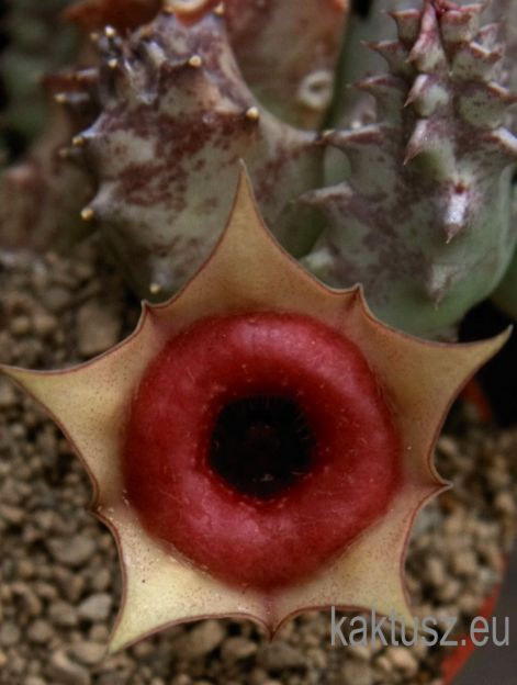 huernia_zebrina_ssp_insigniflora.jpg