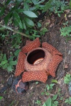 rafflesia_arnoldii.jpg