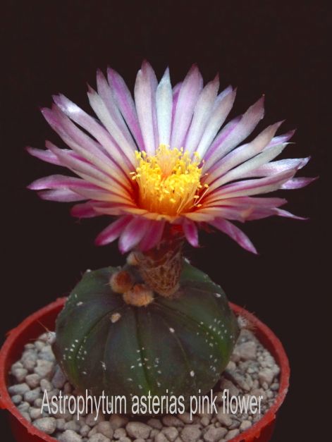 astrophytum_asterias_pink_flower_1.jpg_2.jpg
