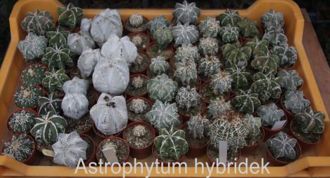 astrophytum_hybridek.jpg