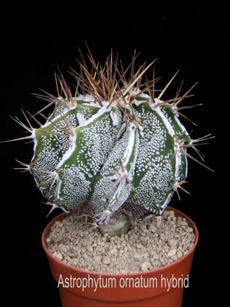 astrophytum_ornatum_hybrid.jpg