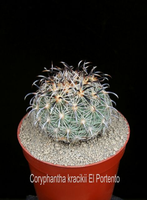 coryphantha_kracikii_el_portento.jpg