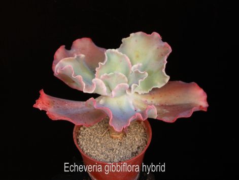 echeveria_gibbiflora_hybrid.jpg