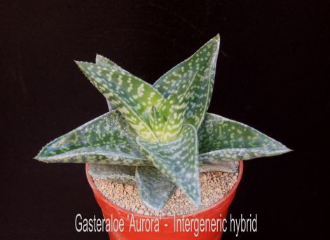 gasteraloe_aurora_-_intergeneric_hybrid.jpg