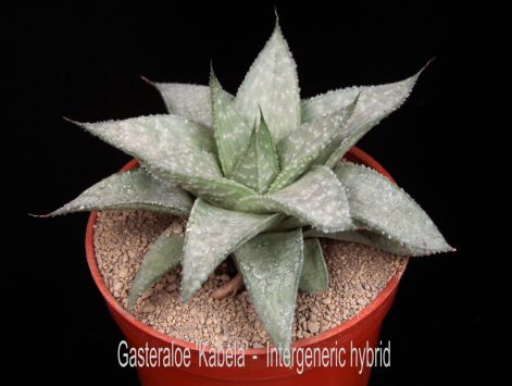 gasteraloe_kabela_-_intergeneric_hybrid.jpg