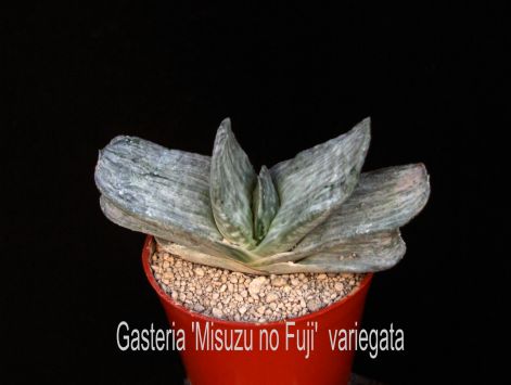 gasteria_misuzu_no_fuji_variegata.jpg