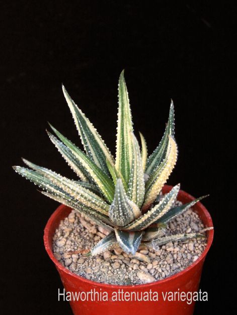 haworthia_attenuata_variegata.jpg