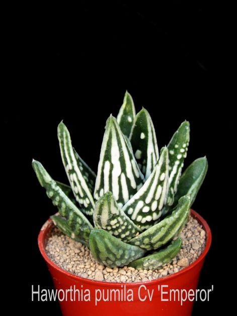haworthia_pumila_cv_emperor.jpg