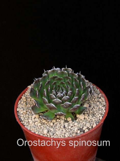 orostachys_spinosum.jpg
