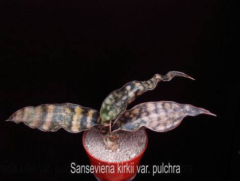 sansevieria_kirkii_var._pulchra.jpg