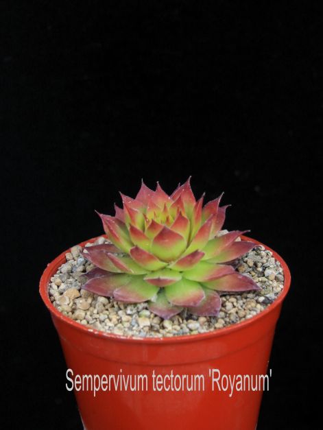 sempervivum_tectorum_royanum.jpg