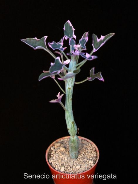senecio_articulatus_variegata.jpg